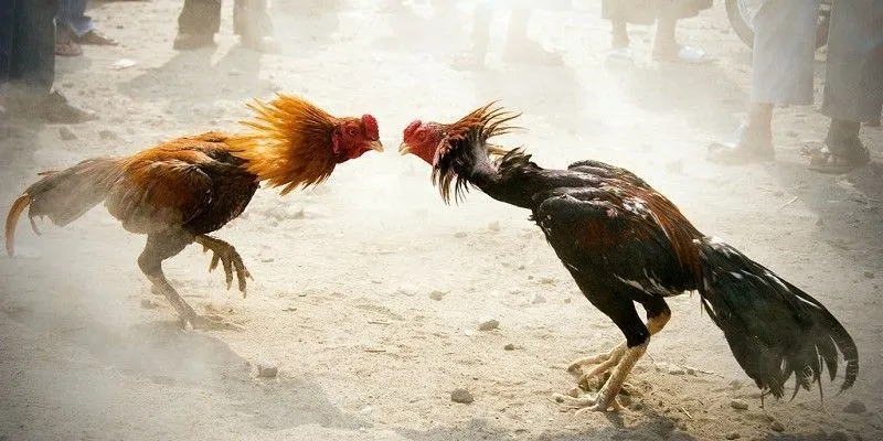 Chiến kê dũng mãnh trong trận đá gà cựa sắt kịch tính