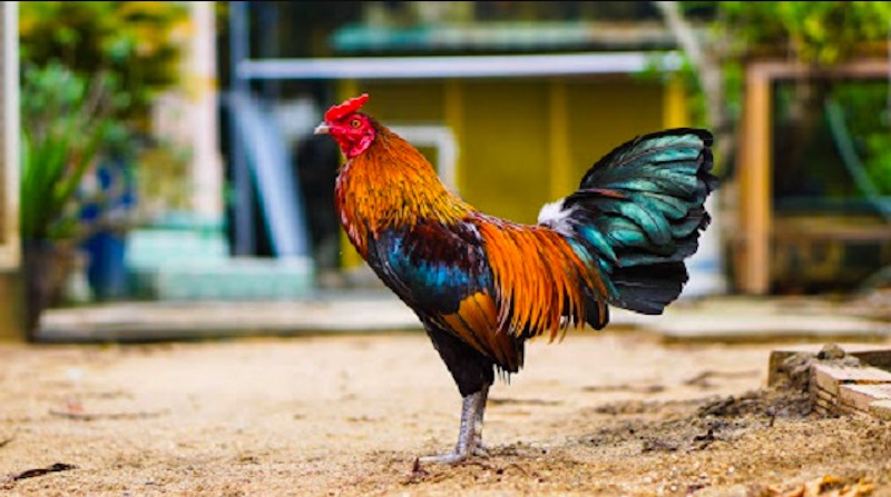 Dấu hiệu cho thấy vô mồi hiệu quả và cách xử trí khi có vấn đề