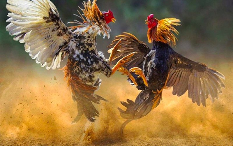 Cần chăm sóc gà tre đá sau buổi tập luyện kỹ lưỡng