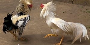 Top 5 Gà Đá Cựa Sắt Hiếm Gặp – Chiến Kê Huyền Thoại Tại Jun88